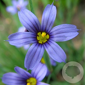 Sisyrinchium angustifolium GM P9