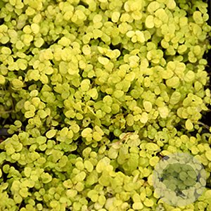 Soleirolia soleirolii 'Aurea' GM P9