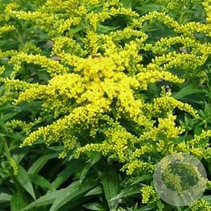 Solidago 'Golden Dwarf' GM P9