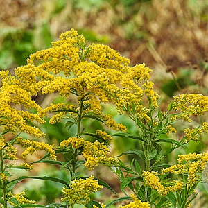 Solidago 'Golden Gate' GM P9