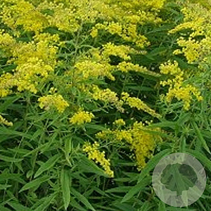 Solidago 'Golden Mosa' GM P9