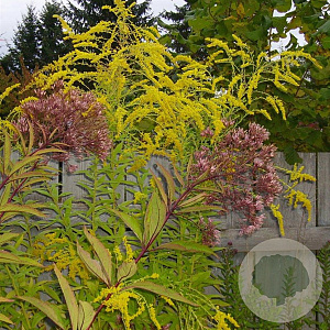 Solidago 'Golden Wings' GM P9