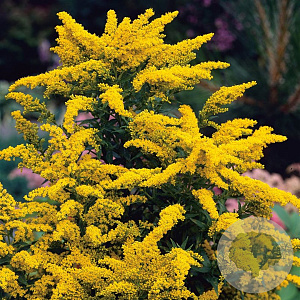 Solidago 'Goldkind' GM P9