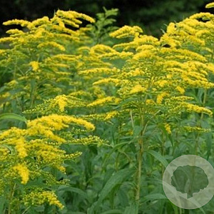 Solidago sphacelata 'Golden Fleece' GM P9