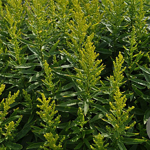 Solidago virgaurea 'Praecox' GM P9