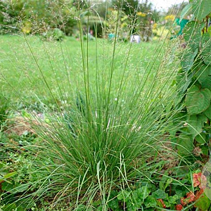Sporobolus heterolepis 'Wisconsin' GM P9