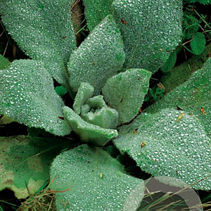 Stachys byzantina 'Big Ears' GM P9