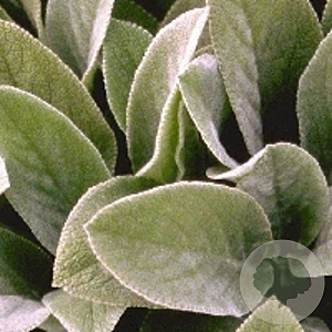 Stachys byzantina 'Cotton Boll' GM P9