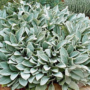 Stachys byzantina 'Silver Carpet' GM P9