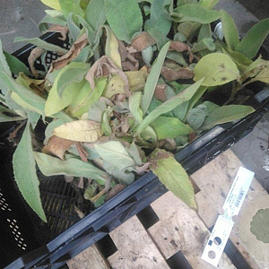 Stachys byzantina 'Silver Carpet' GM P9