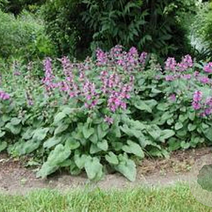 Stachys grandiflora GM P9