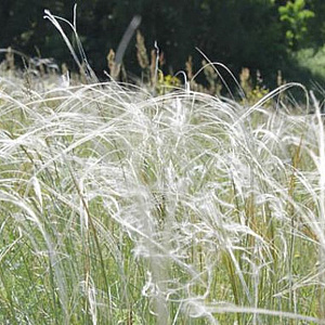 Stipa barbata GM P9