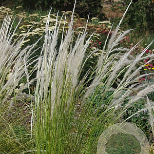 Stipa ichu GM P9