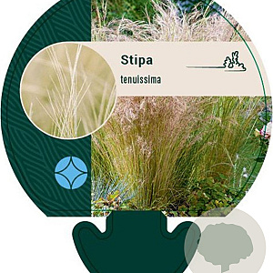 Stipa tenuissima GM P9