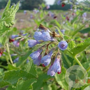 Symphytum grandiflorum 'Saphir' GM P9