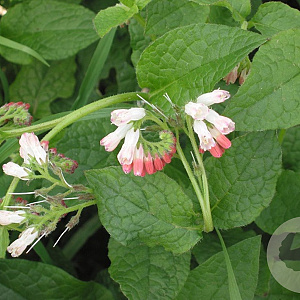 Symphytum ibericum GM P9