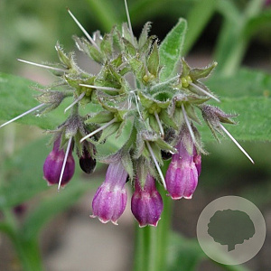 Symphytum officinale GM P9