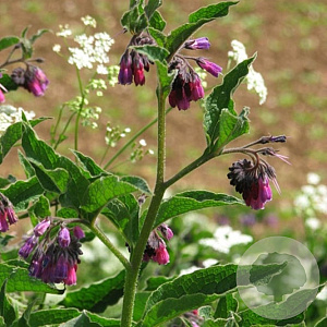 Symphytum rubrum GM P9