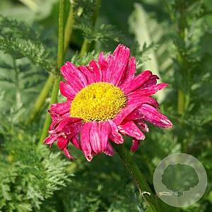 Tanacetum (C) 'James Kelway' GM P9