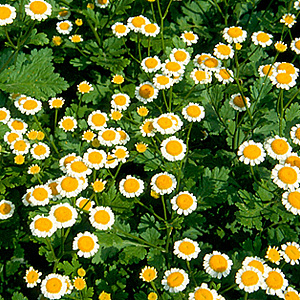 Tanacetum parthenium GM P9