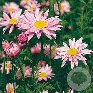 Tanacetum (C) 'Robinson's Rose' GM P9
