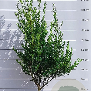 Ilex maximowicziana kanehirae 80-100 cm met kluit