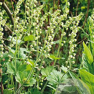 Tellima grandiflora GM P9