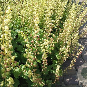 Tellima grandiflora 'Purpurteppich' GM P9