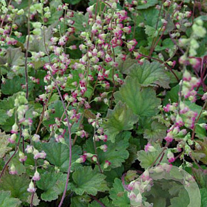 Tellima grandiflora 'Rubra' GM P9