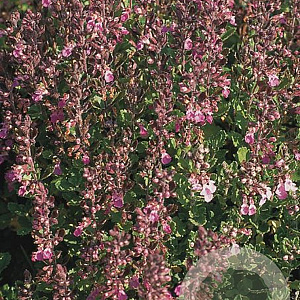 Teucrium chamaedrys GM P9