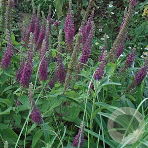 Teucrium hyrcanicum GM P9