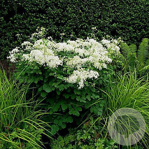 THALICTRUM AQUILEGIFOLIUM 'ALBUM' GM P9