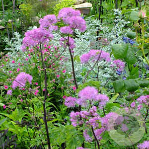 Thalictrum aquilegifolium 'Elin' GM P9