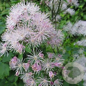 Thalictrum aquilegifolium 'Purpureum' GM P9