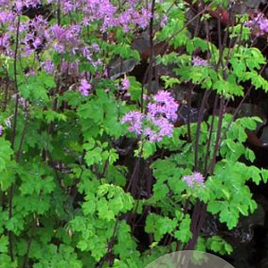 Thalictrum 'Black Stockings' GM P9