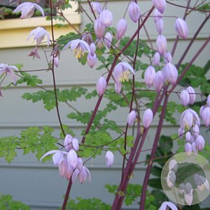 Thalictrum delavayi 'Hinckley' GM P9