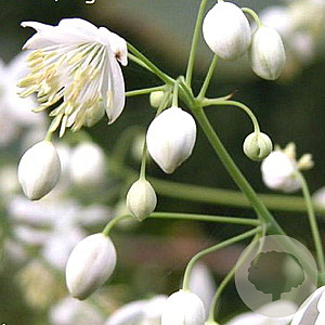 Thalictrum del. 'Album' GM P9