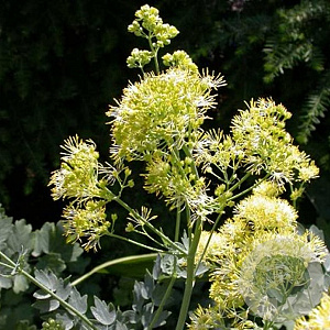 Thalictrum flavum glaucum GM P9