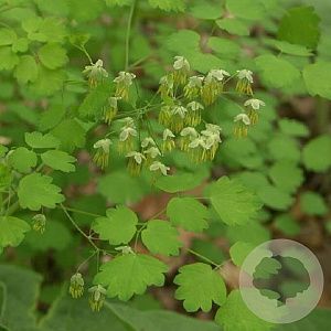 Thalictrum minus GM P9