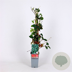 Parthenocissus tr. 'Veitch.Robusta' 70 cm 2,0L