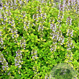 Thymus citriodorus GM P9