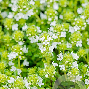 Thymus praecox 'Albiflorus' GM P9