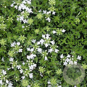 Thymus praecox 'Albiflorus' GM P9