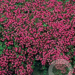 Thymus praecox 'Coccineus' GM P9
