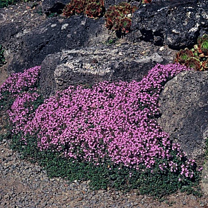 Thymus praecox 'Coccineus' GM P9