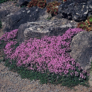 Thymus praecox 'Coccineus' GM P9