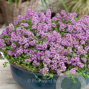 Thymus praecox 'Minor' GM P9