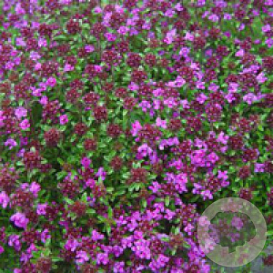 Thymus praecox 'Minor' GM P9
