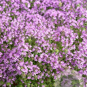Thymus praecox 'Pseudolanuginosus' GM P9