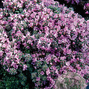 Thymus praecox 'Pseudolanuginosus' GM P9